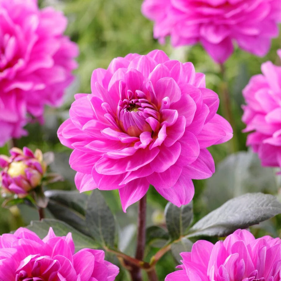 Dahlia 'Karma Lagoon'