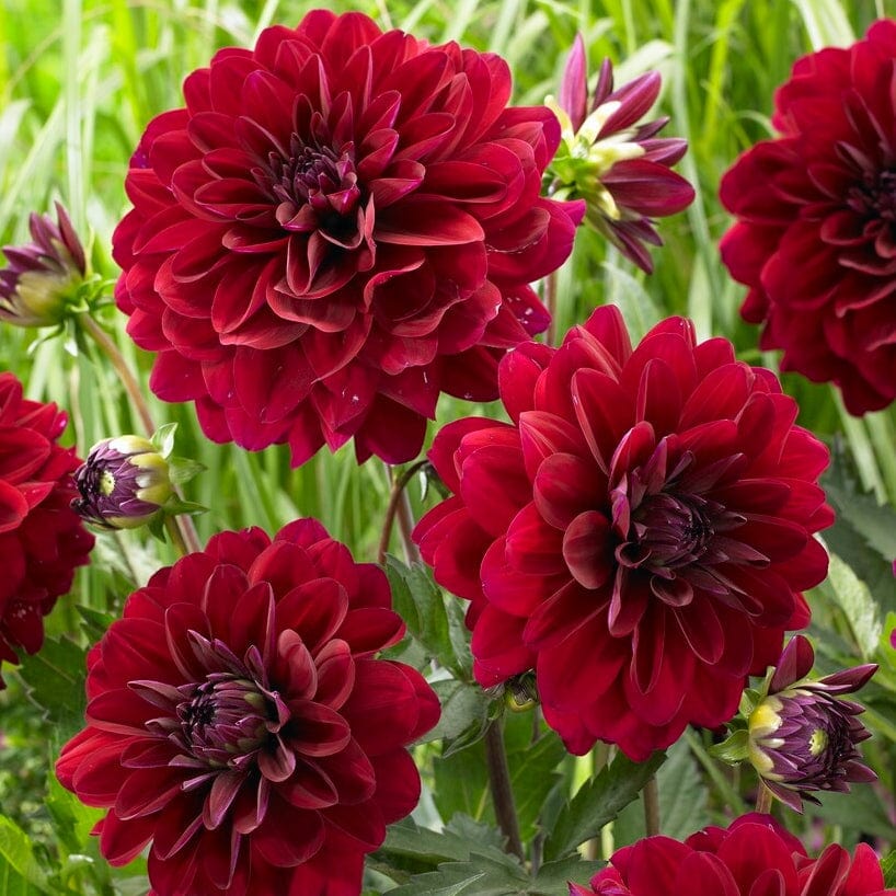 Dahlia 'Karma Naomi' - Image 2