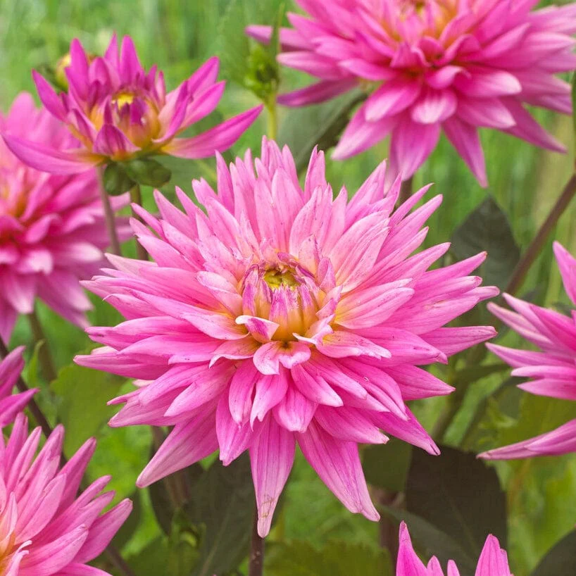 Dahlia 'Karma Pink Corona' - Image 3