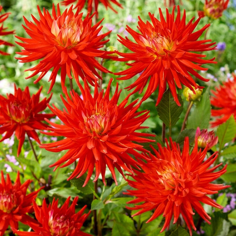 Dahlia 'Karma Red Corona' - Image 2