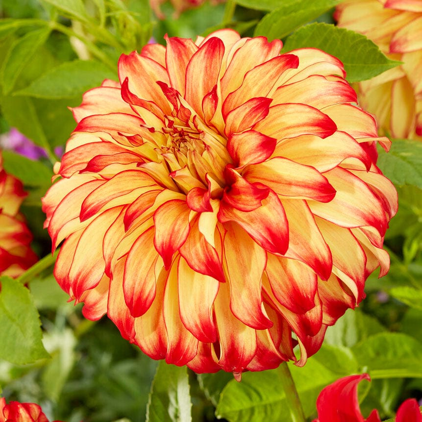 Dahlia 'Lady Darlene'