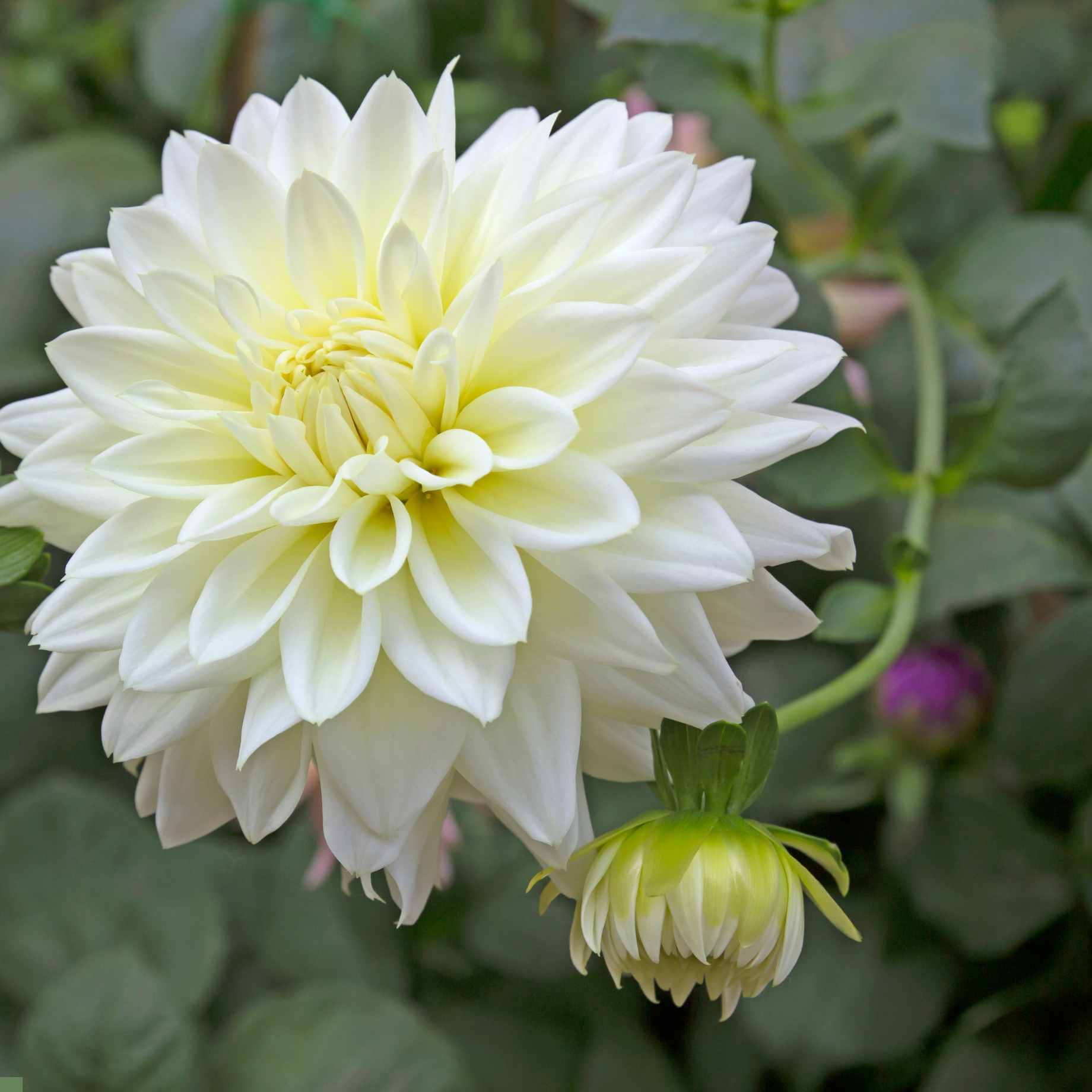 Dahlia 'Melody White'