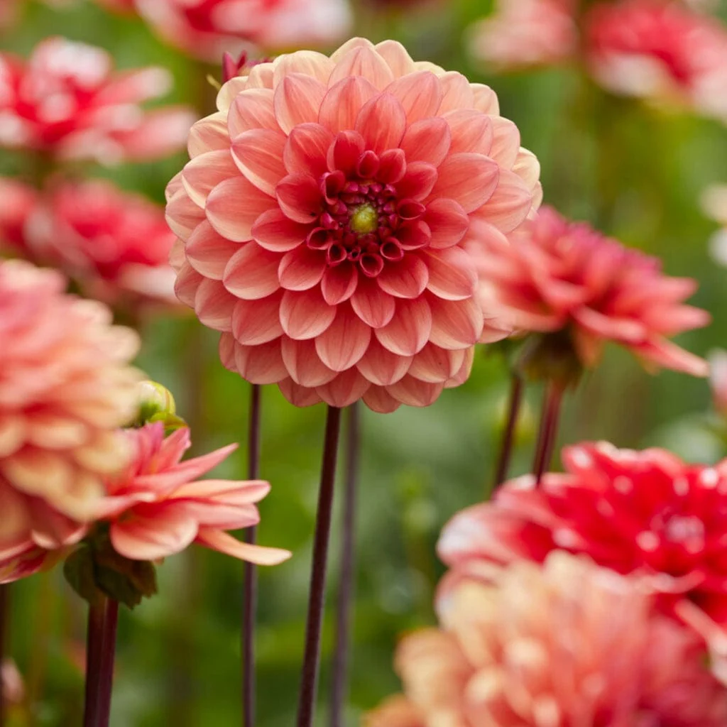 Dahlia 'Orange Girl'