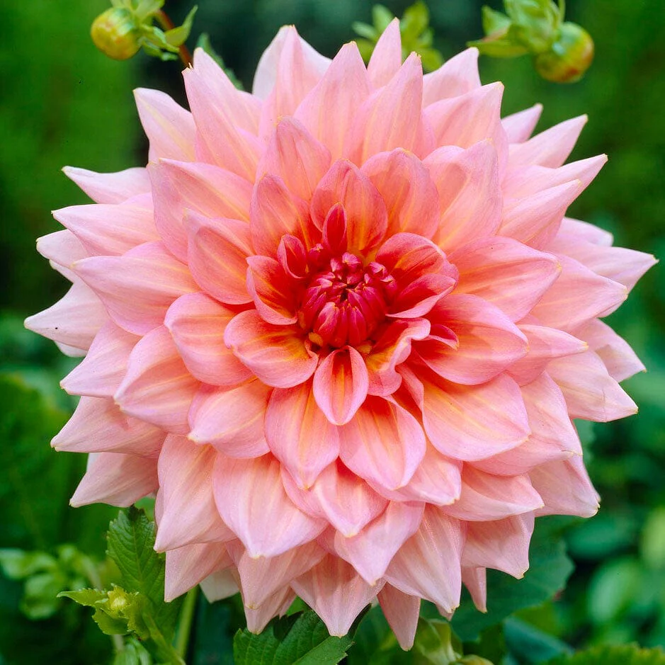 Dahlia 'Otto's Thrill'