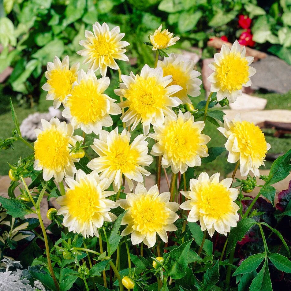 Dahlia 'Paso Doble'