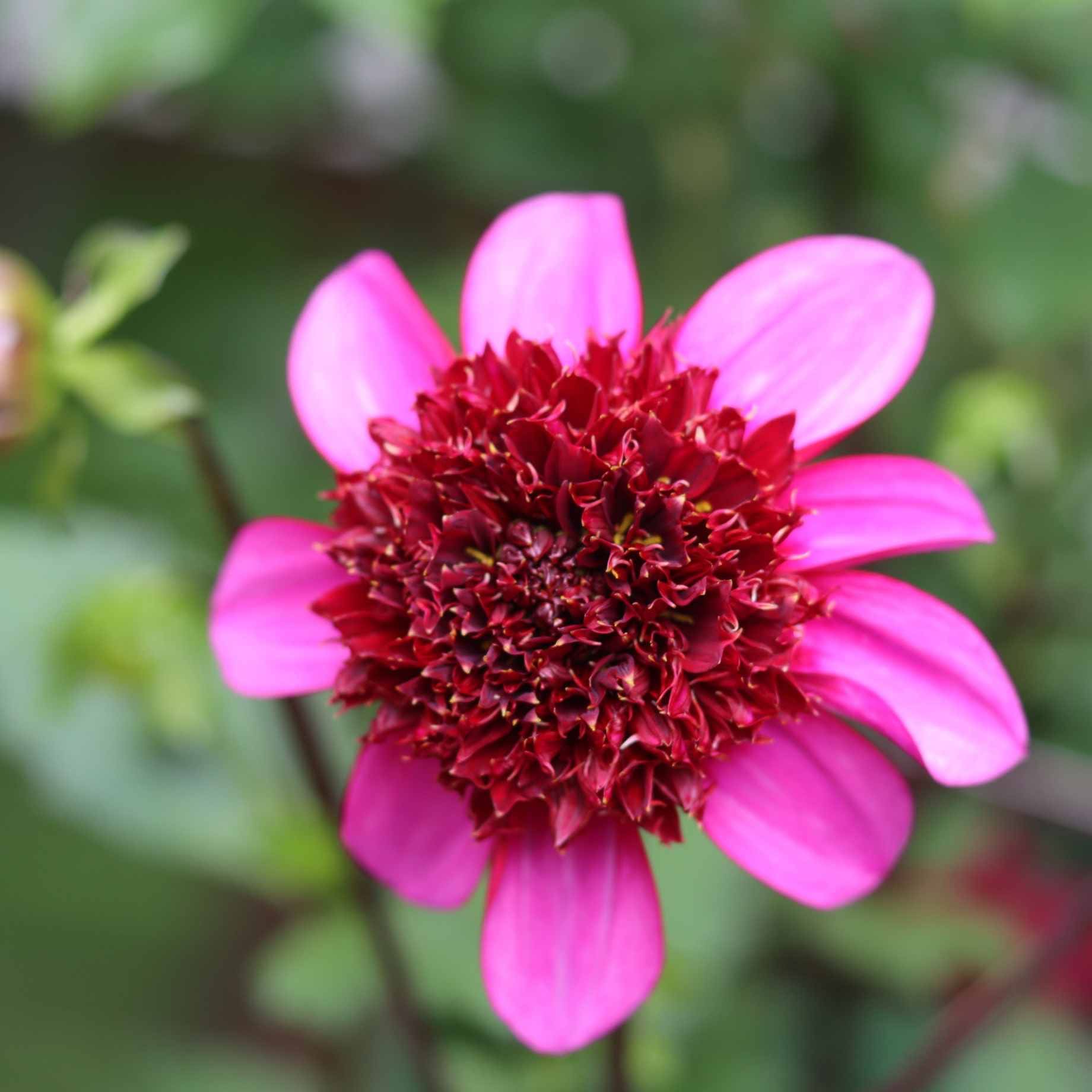 Dahlia 'Poodle Skirt'