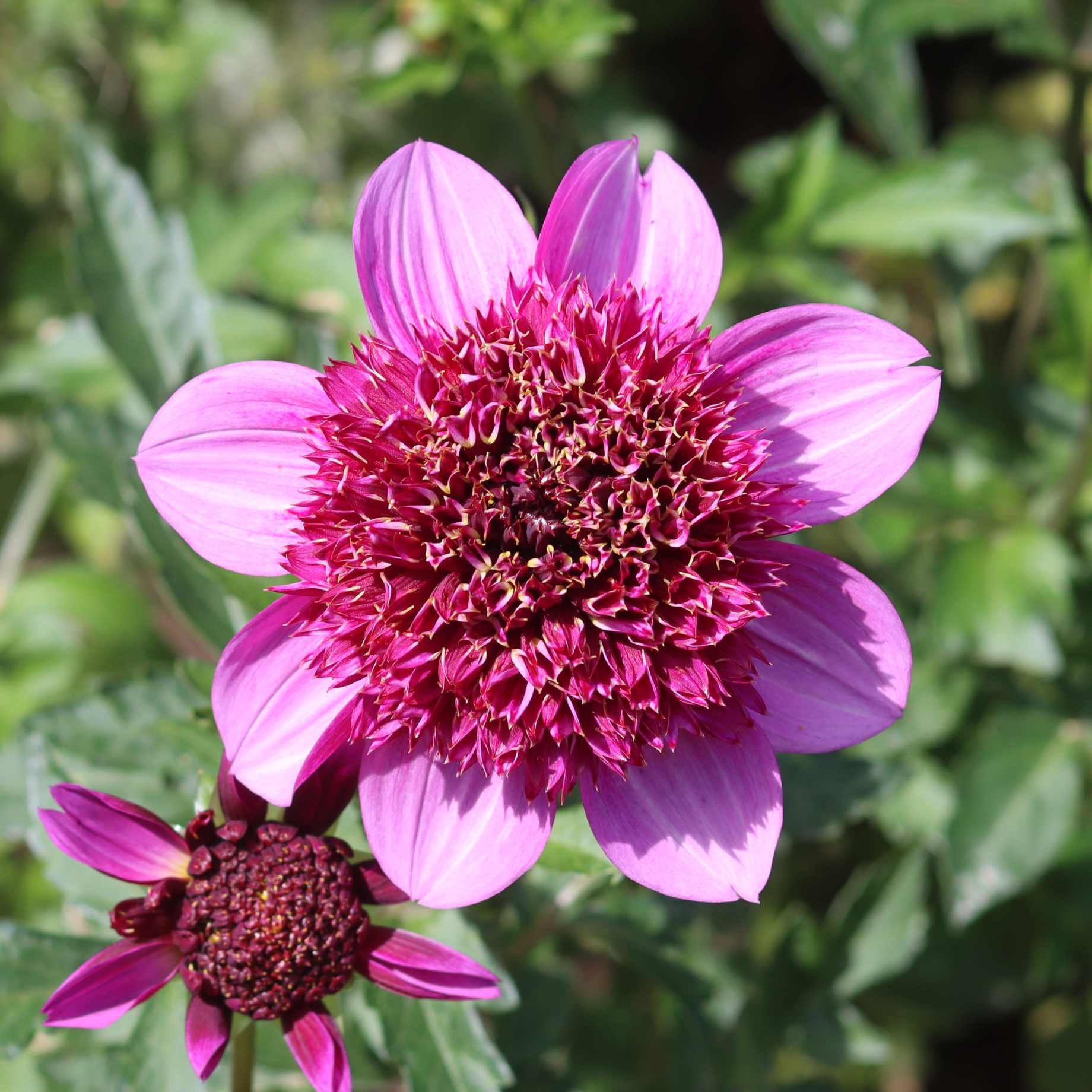Dahlia 'Poodle Skirt' - Image 2