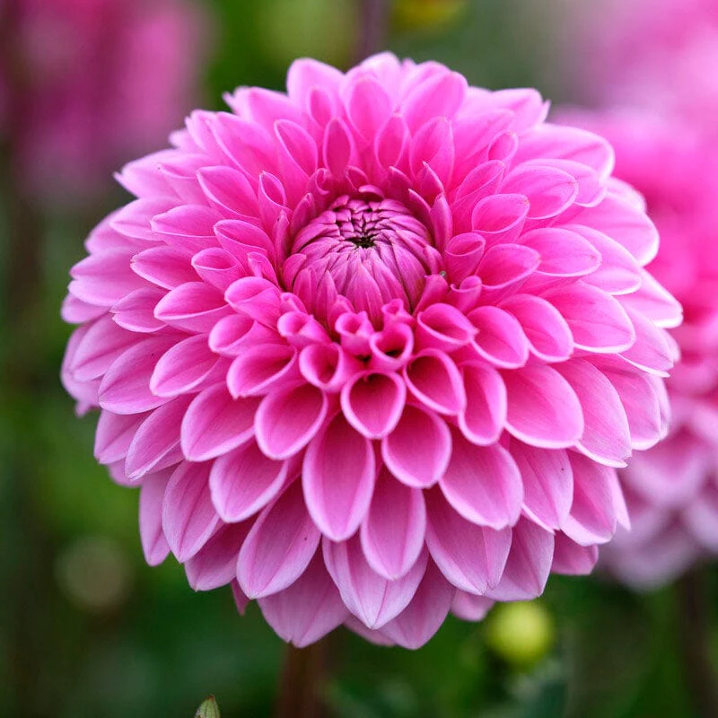 Dahlia 'Sandra'