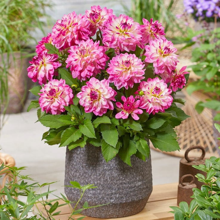 Dahlia 'Sincerity Rose Bicolour' - Image 2