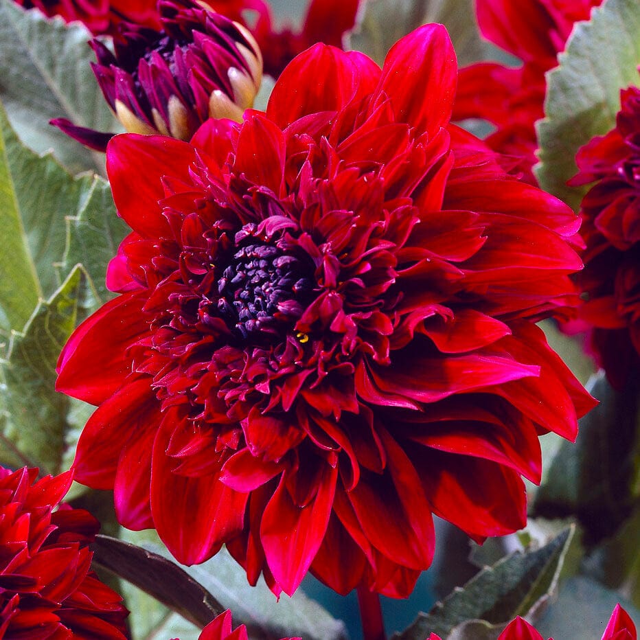 Dahlia 'Soulman'
