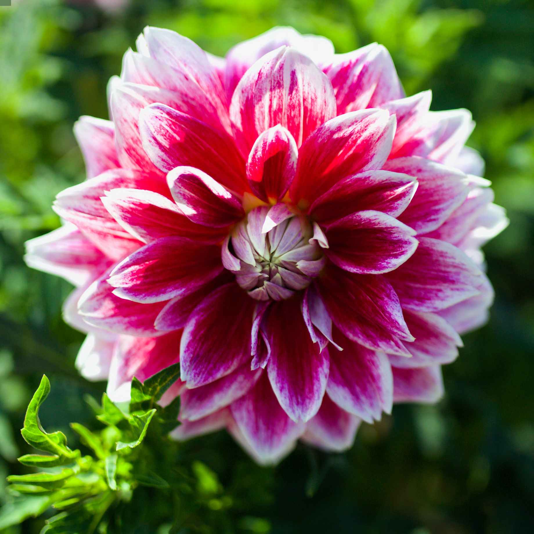 Dahlia 'Verdi Glory'
