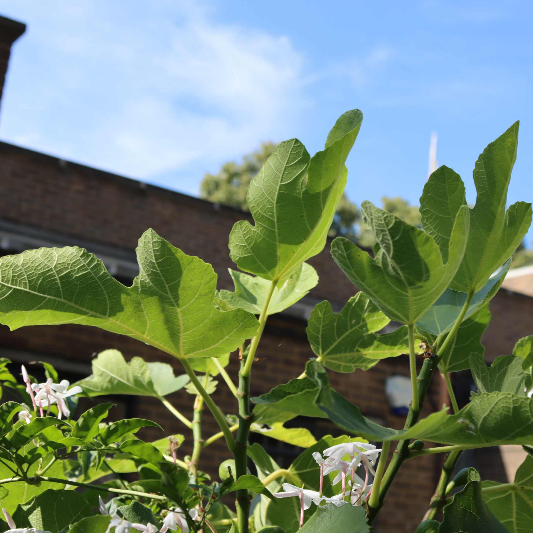 'Dalmatie' Fig Tree - Image 4