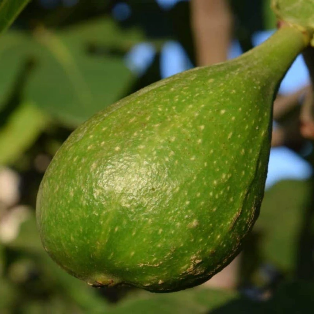 'Dalmatie' Fig Tree - Image 5