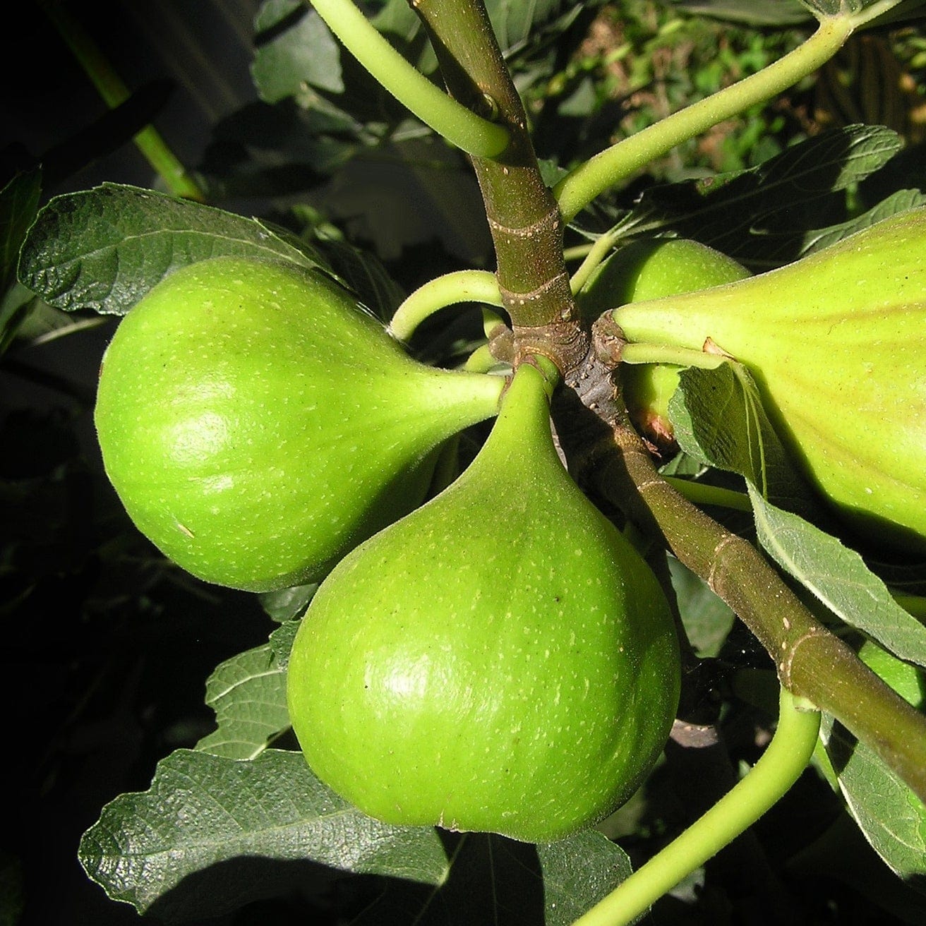 'Dalmatie' Fig Tree - Image 6