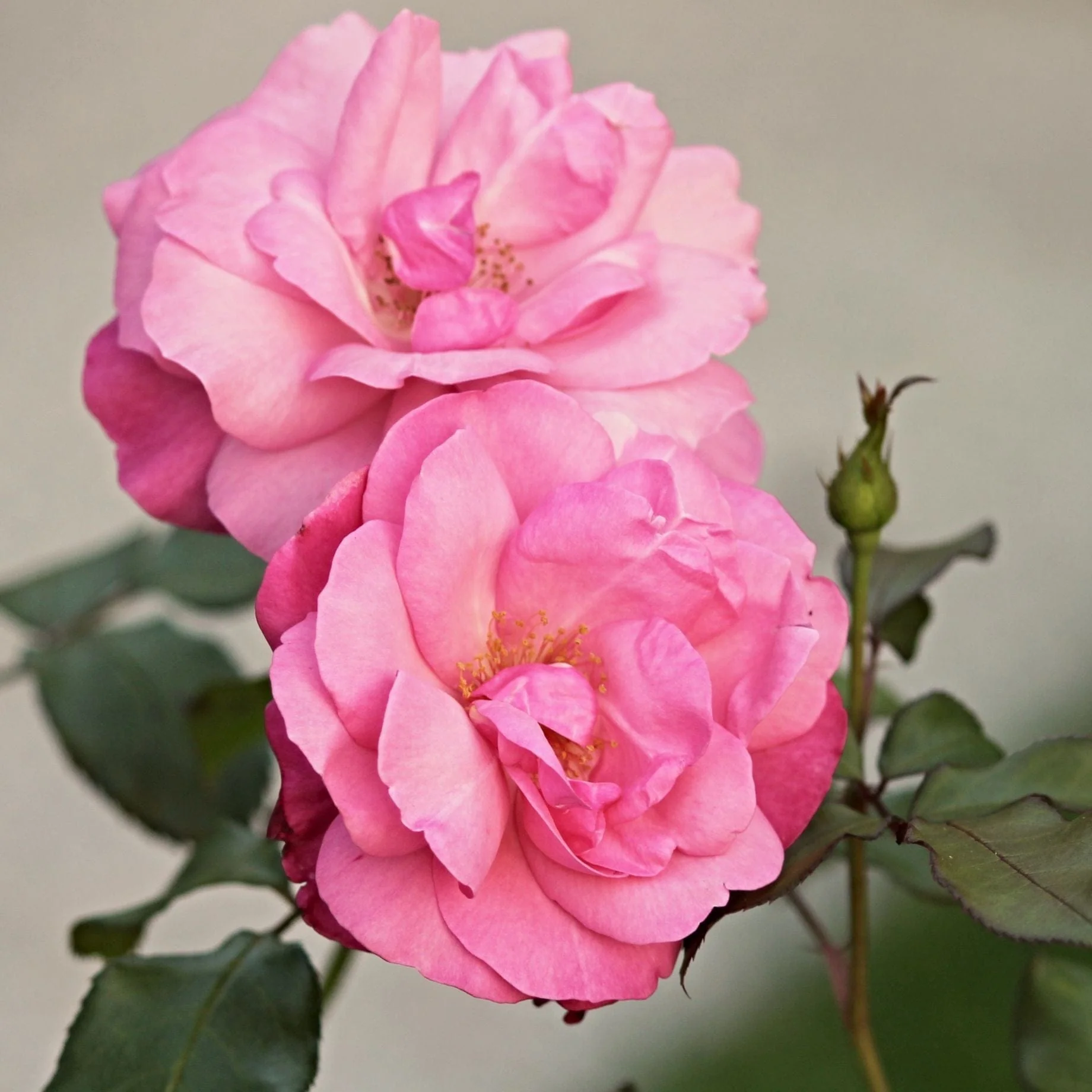 'Dancing Queen' Climbing Rose