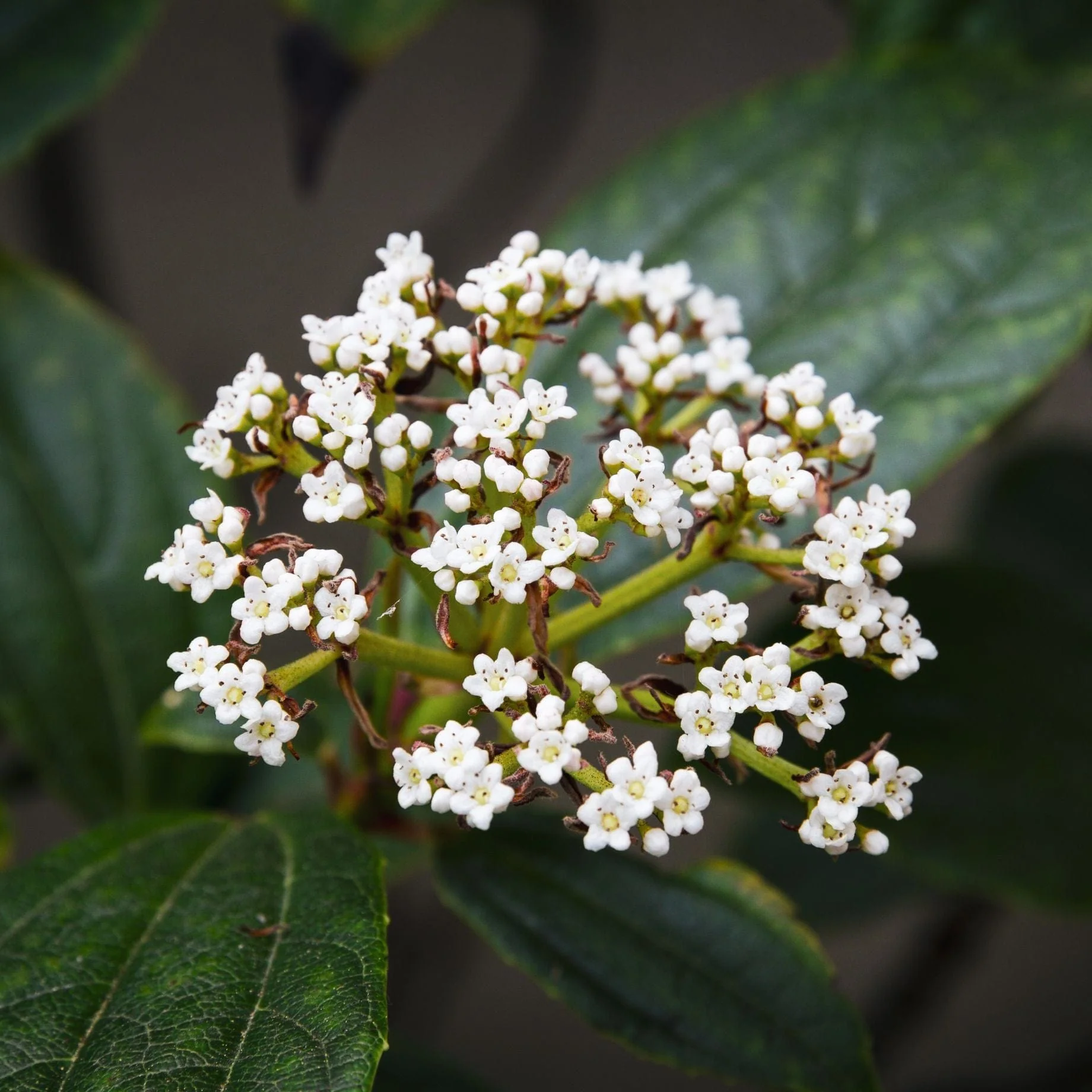 David Viburnum | Viburnum davidii - Image 2