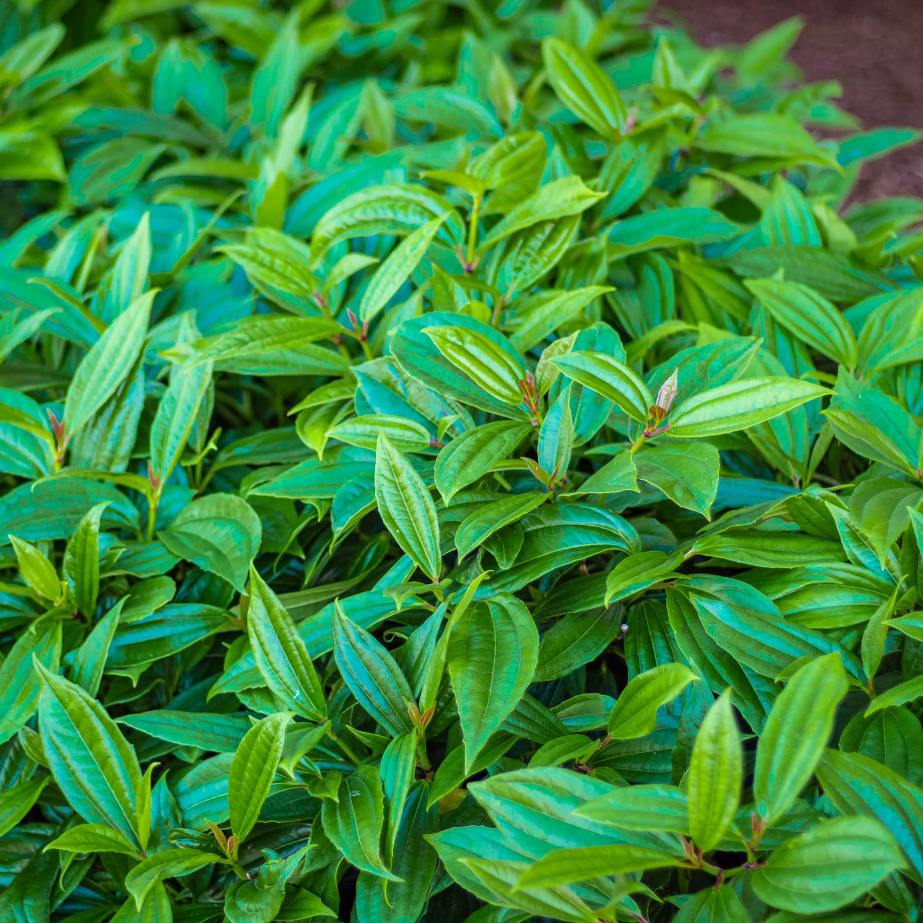 David Viburnum | Viburnum davidii - Image 3