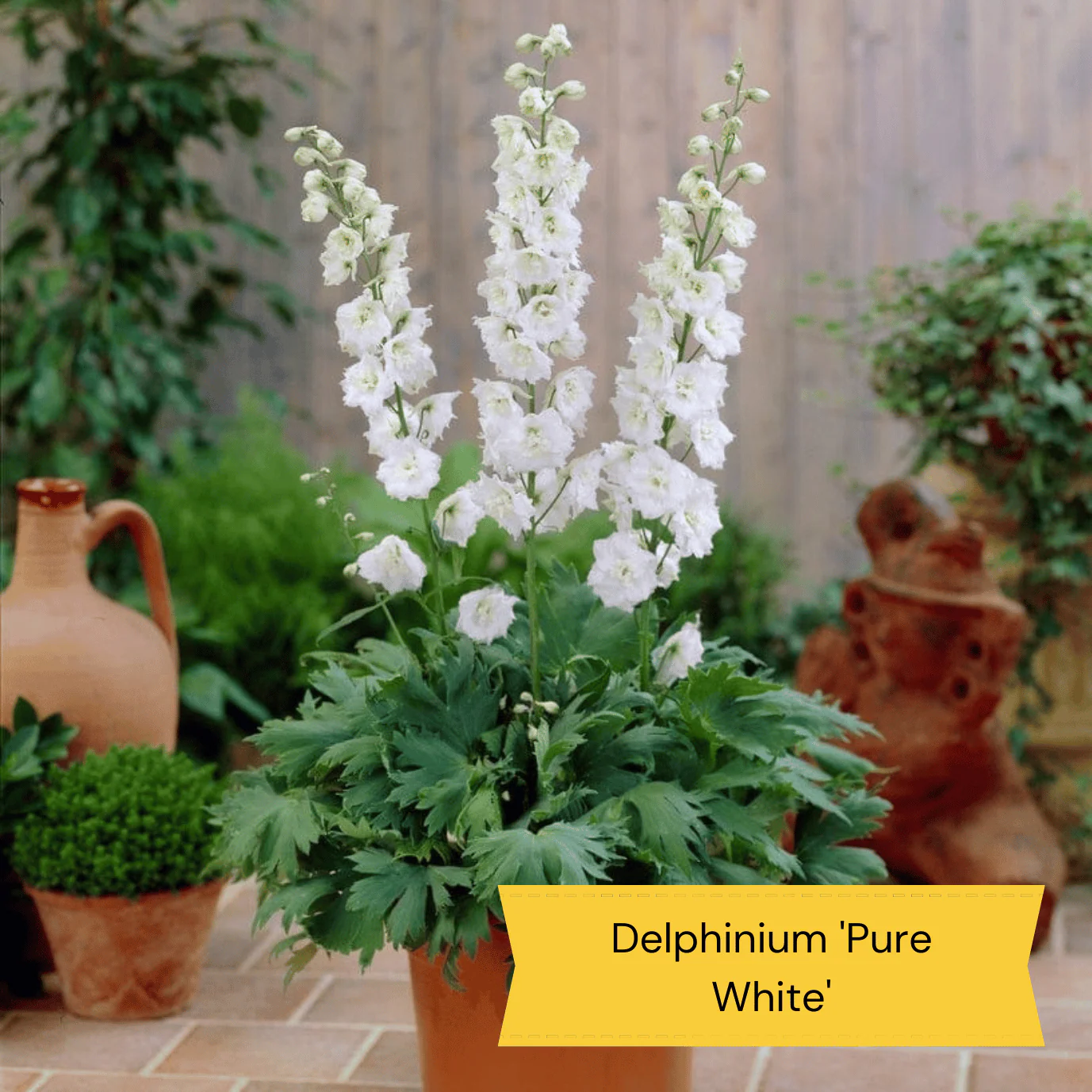 Dramatic Delphiniums Collection - Image 10