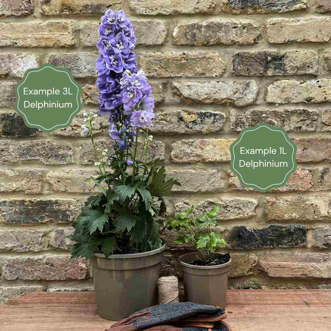 Dramatic Delphiniums Collection - Image 3