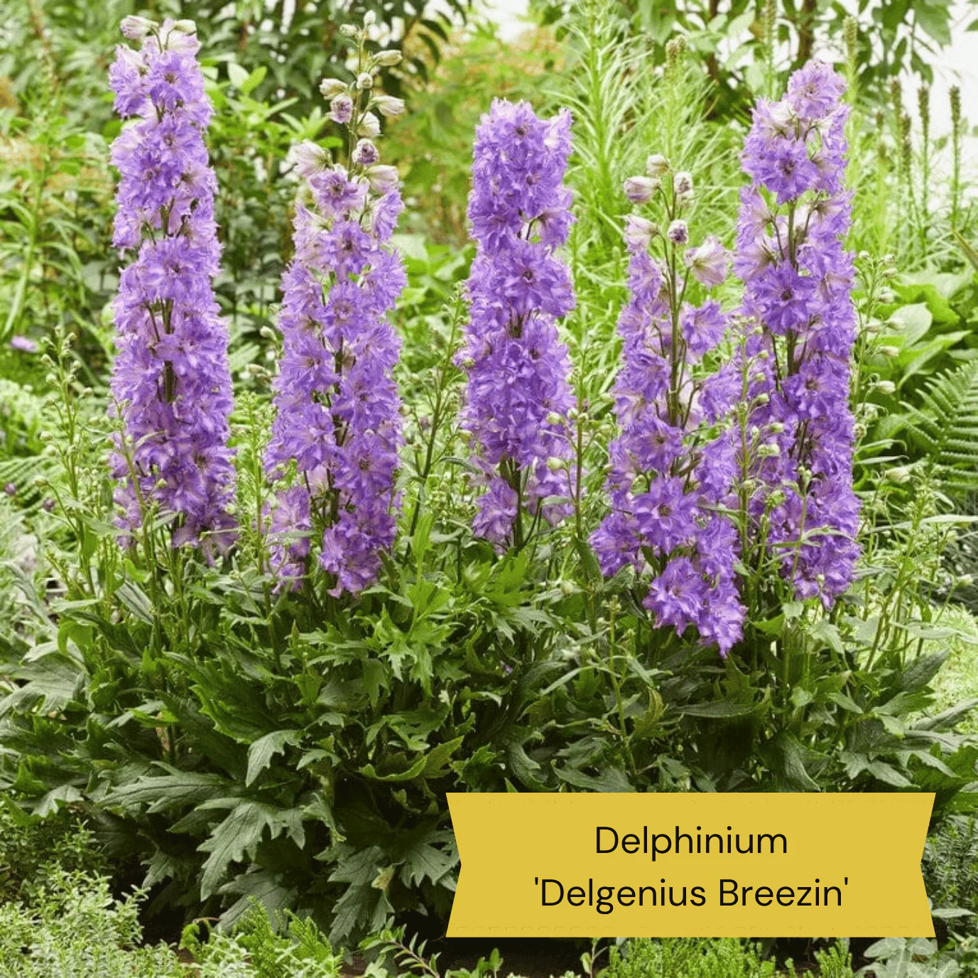 Dramatic Delphiniums Collection - Image 4