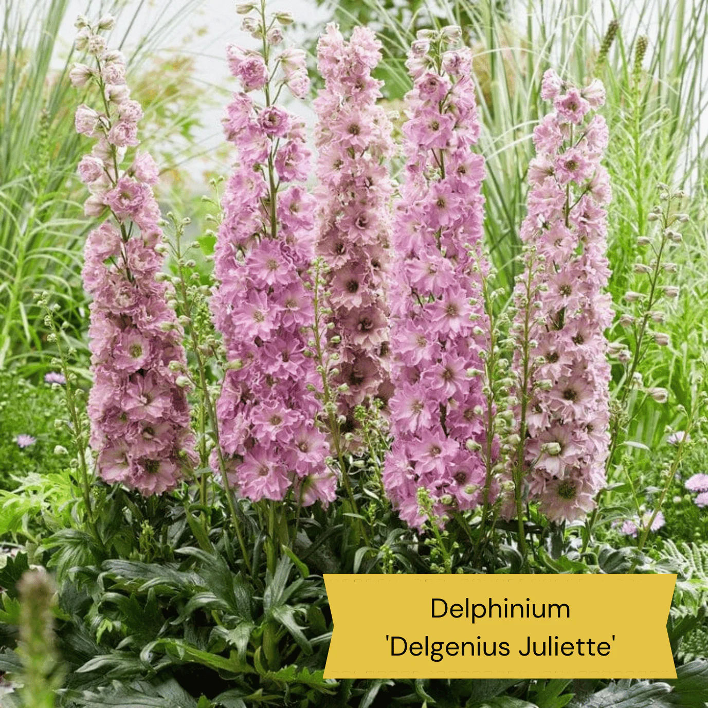 Dramatic Delphiniums Collection - Image 5