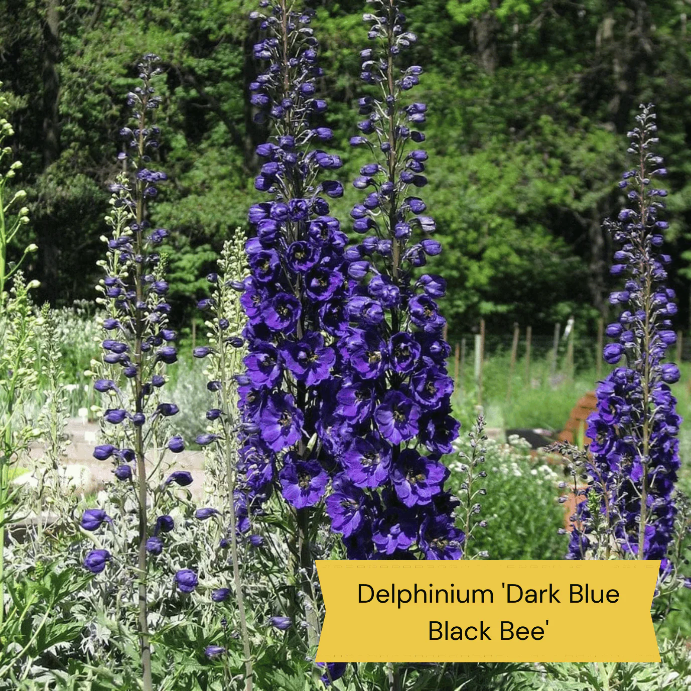 Dramatic Delphiniums Collection - Image 6