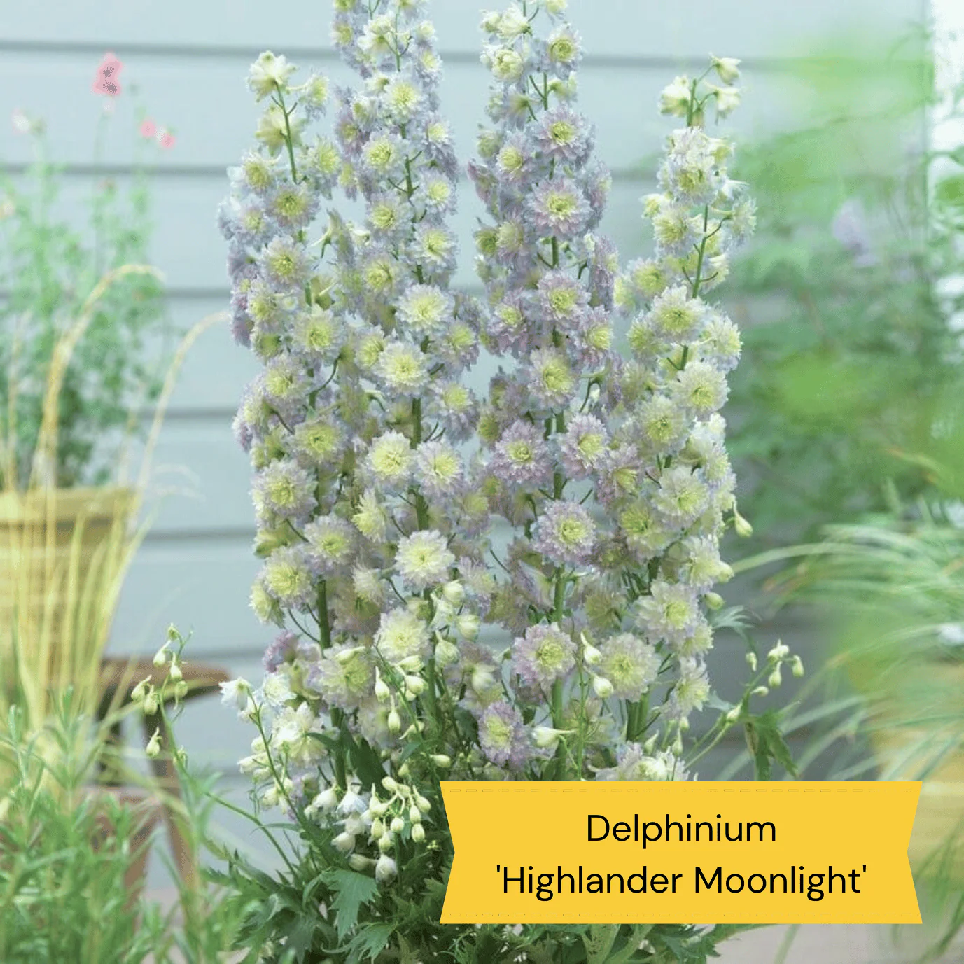 Dramatic Delphiniums Collection - Image 7