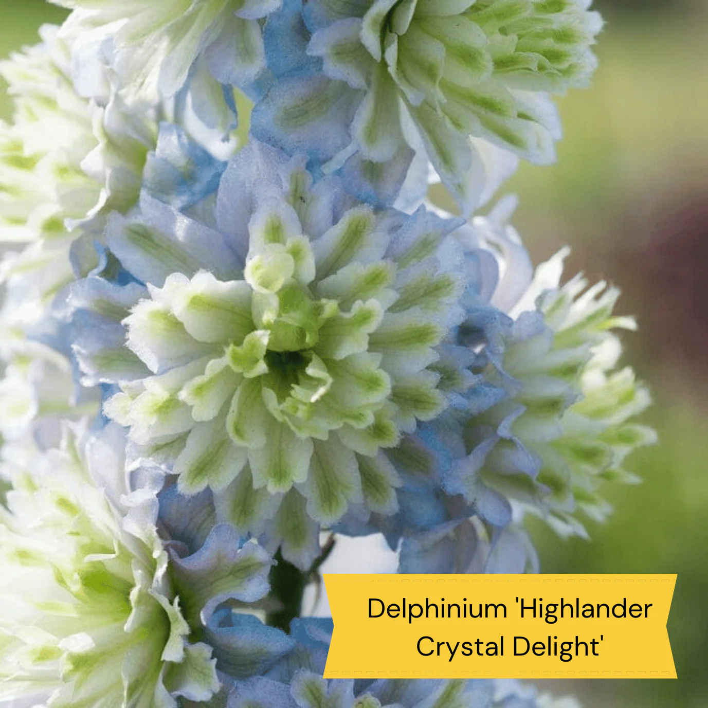Dramatic Delphiniums Collection - Image 9