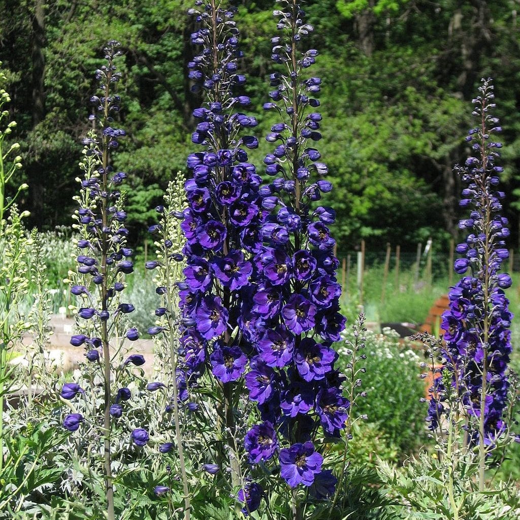 Delphinium 'Dark Blue Black Bee'