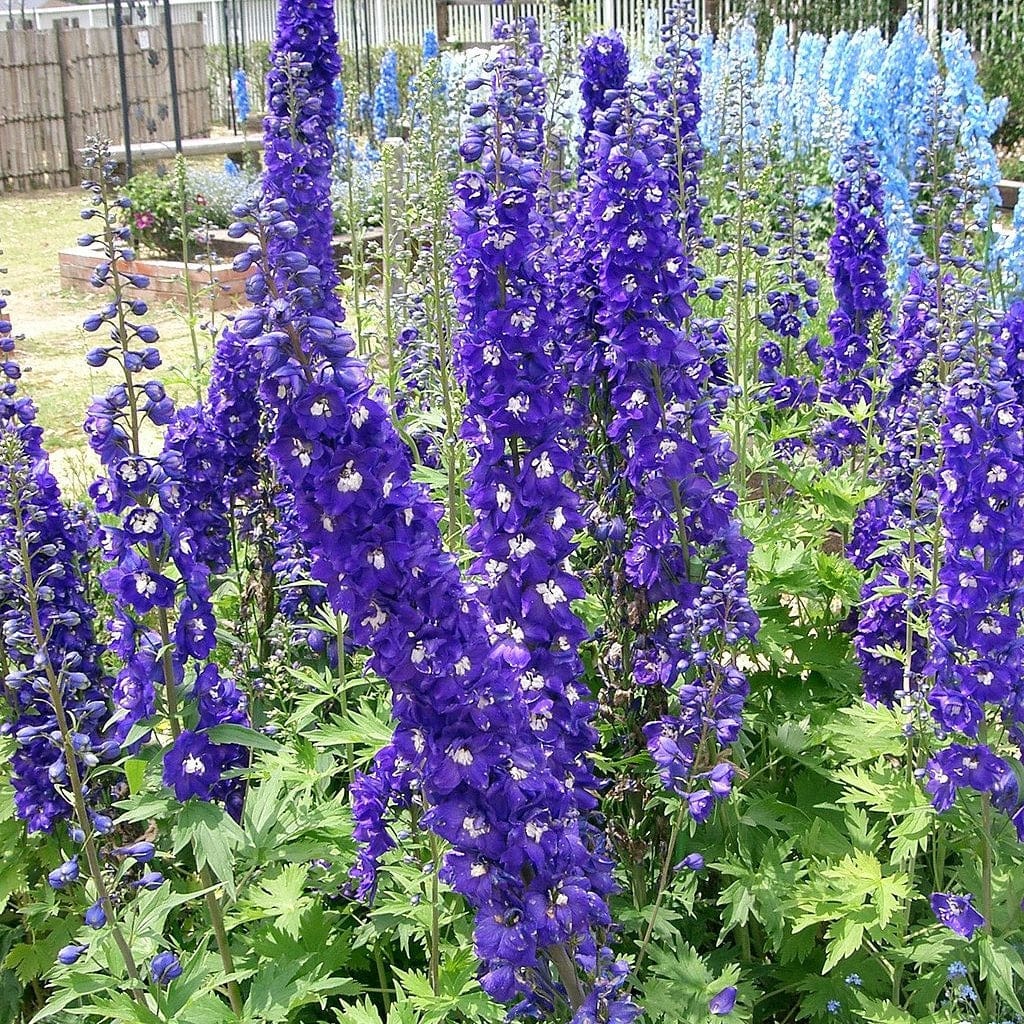 Delphinium 'Dark Blue White Bee' - Image 2