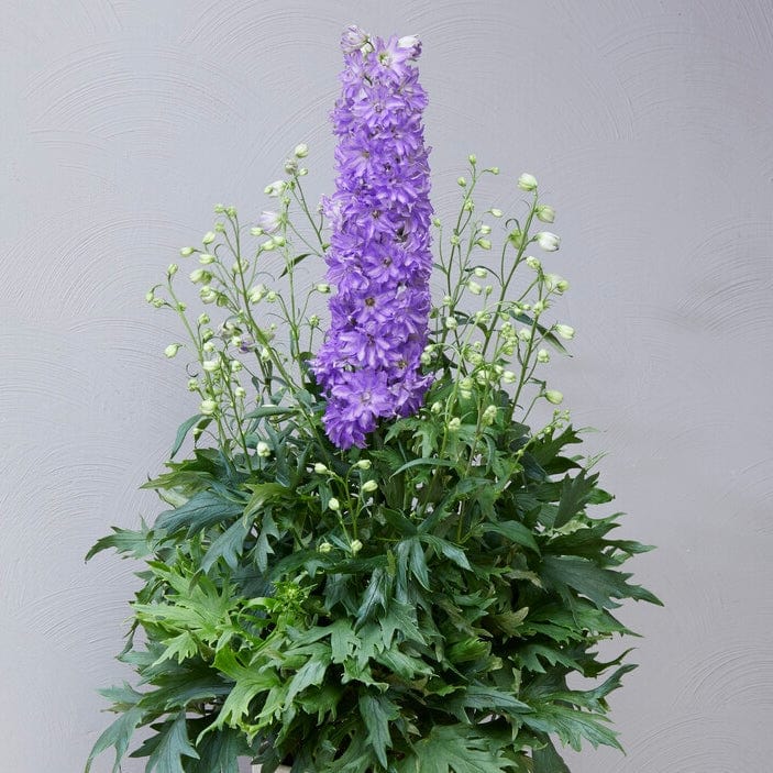 Delphinium 'Delgenius Breezin' - Image 4