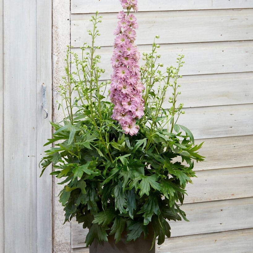 Delphinium 'Delgenius Juliette' - Image 2