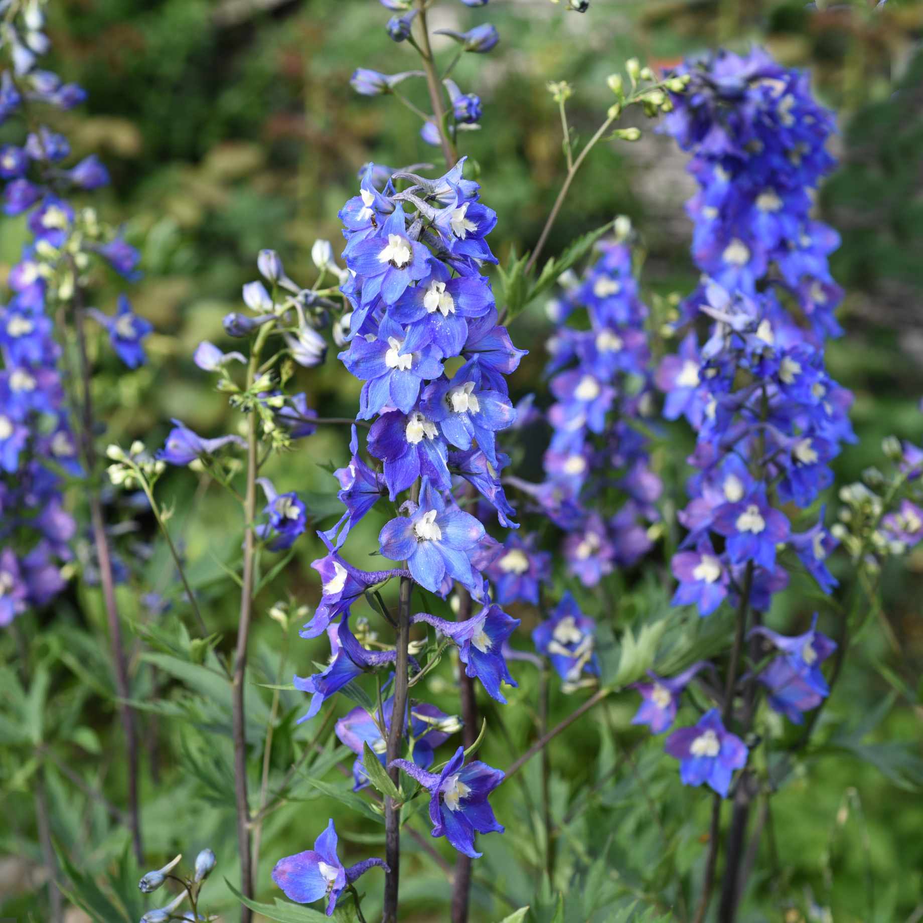 Delphinium elatum 'Blue Nile'