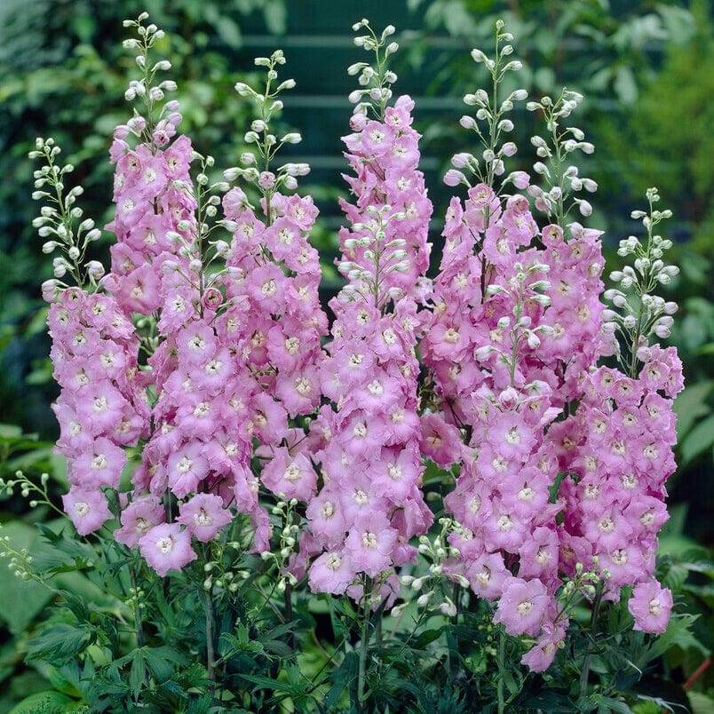 Delphinium 'elatum Strawberry Fair' - Image 2