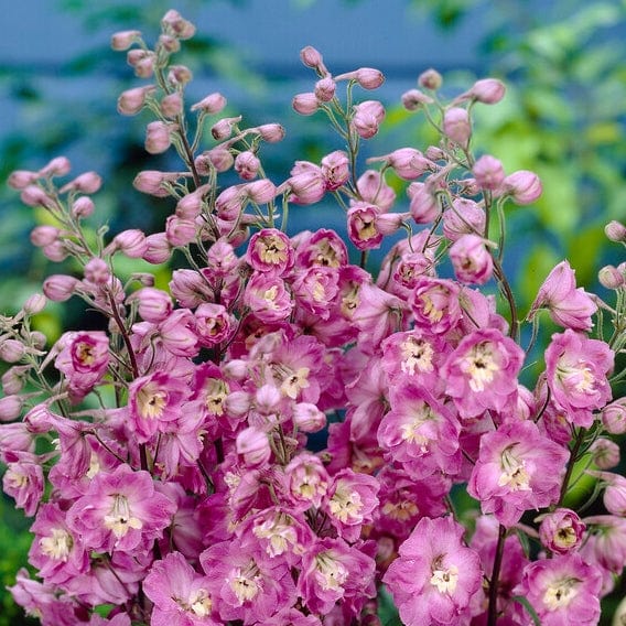 Delphinium 'elatum Strawberry Fair' - Image 4