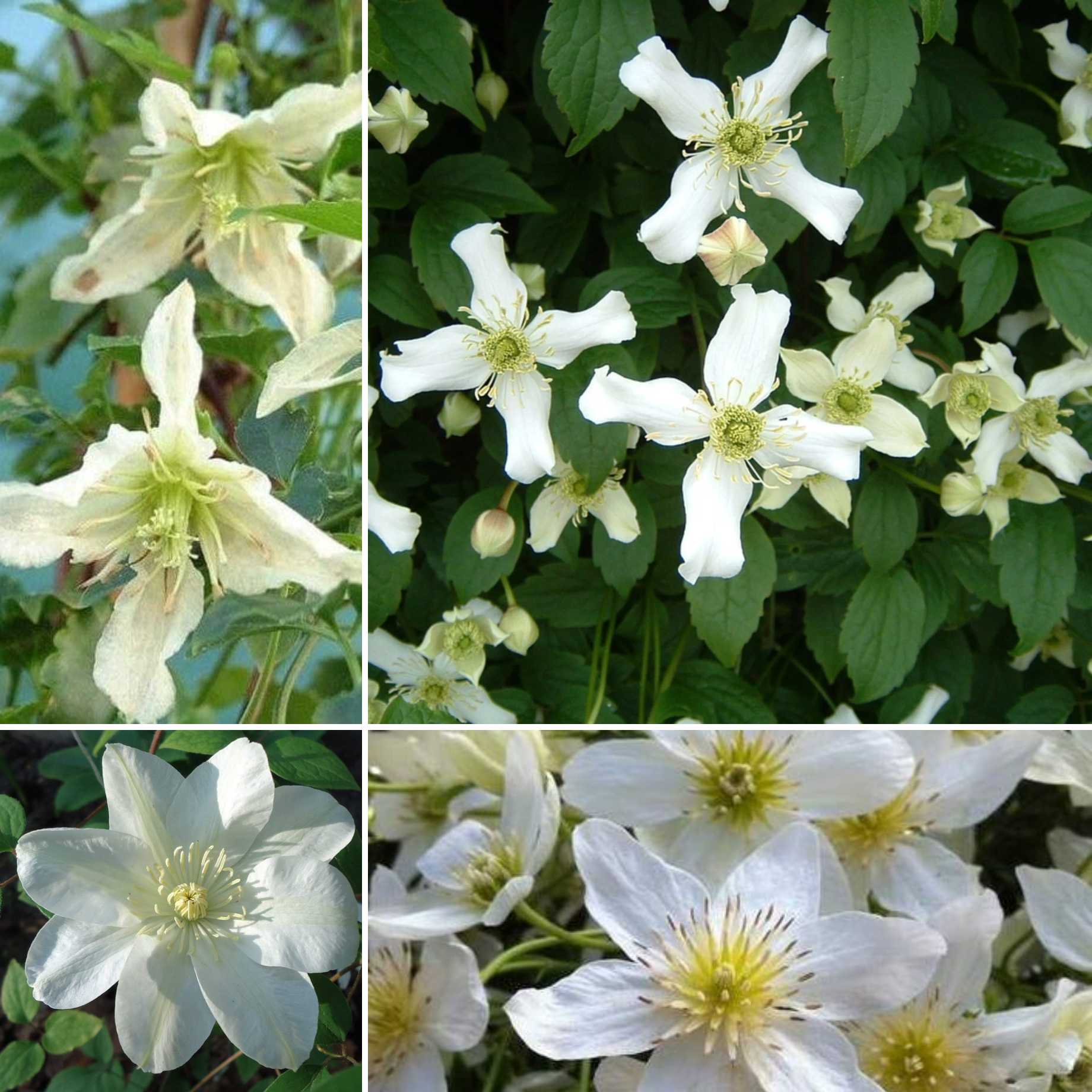 Designer Clematis Collection - Image 3