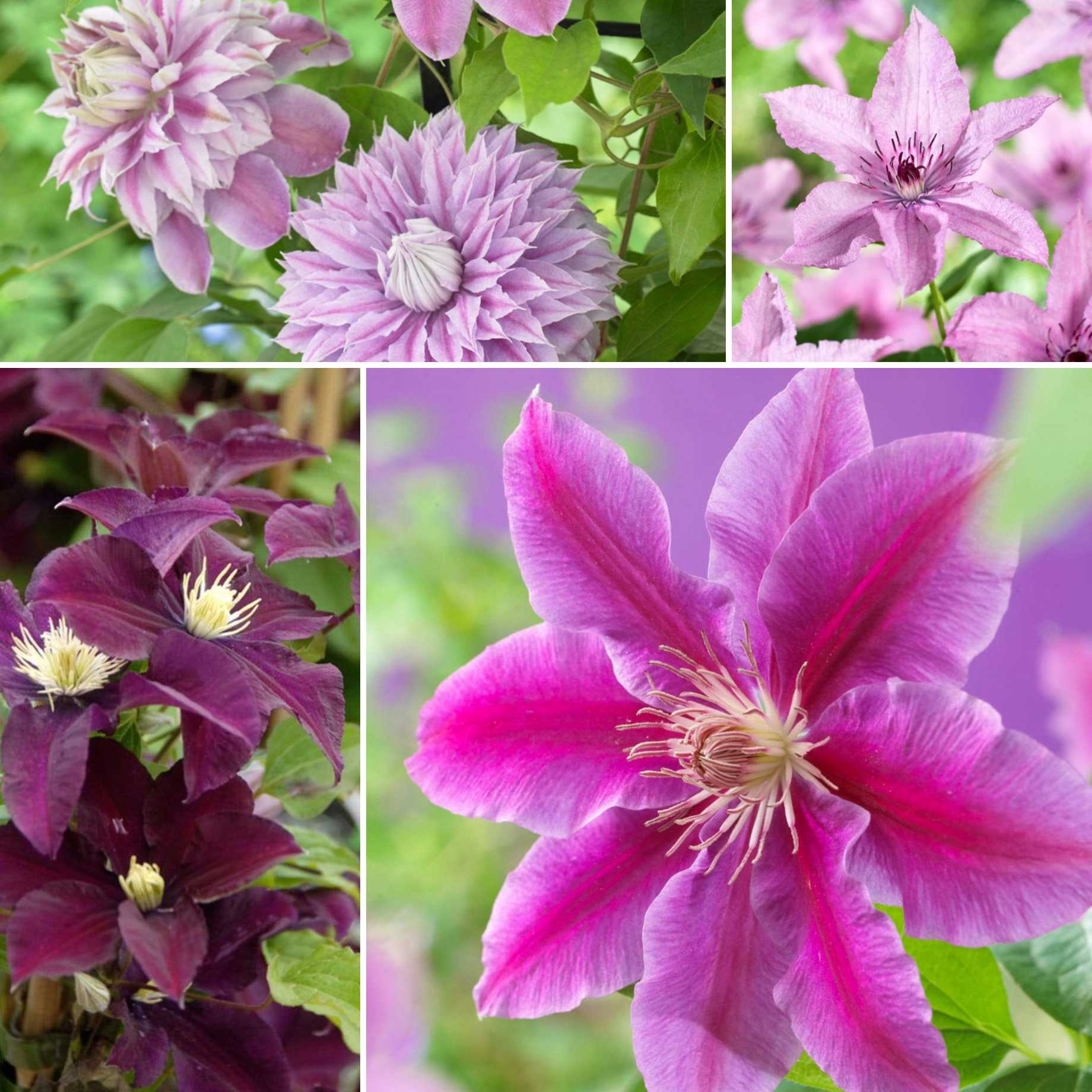 Designer Clematis Collection - Image 4