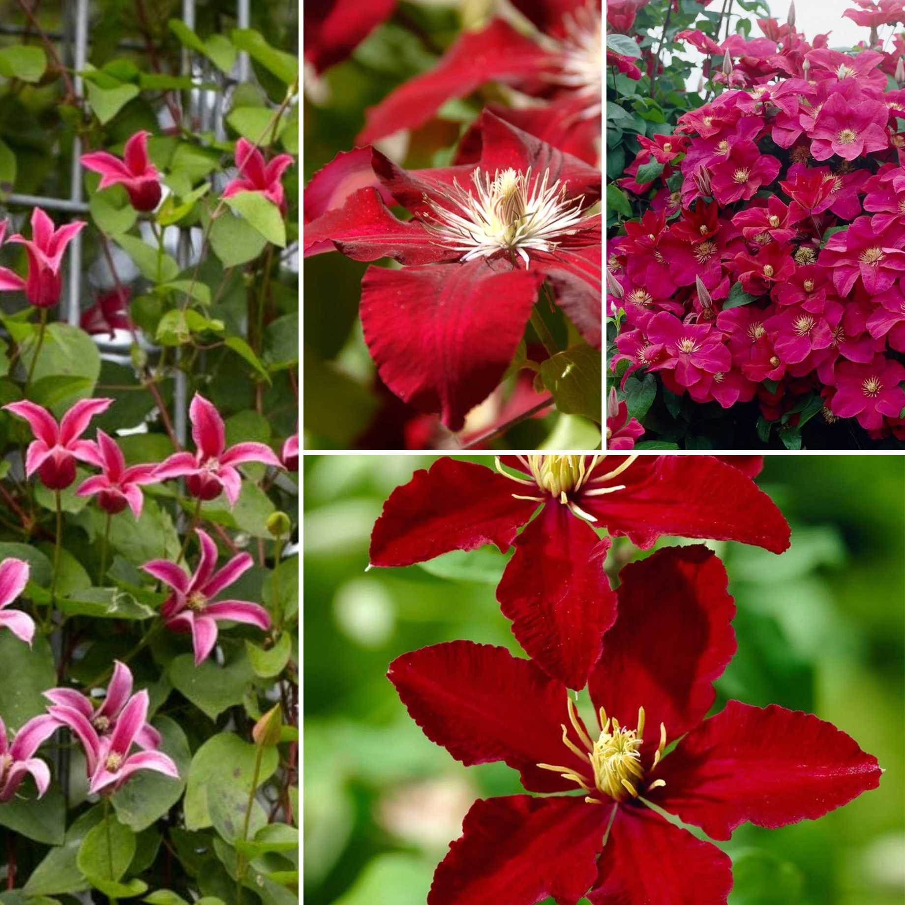 Designer Clematis Collection - Image 5