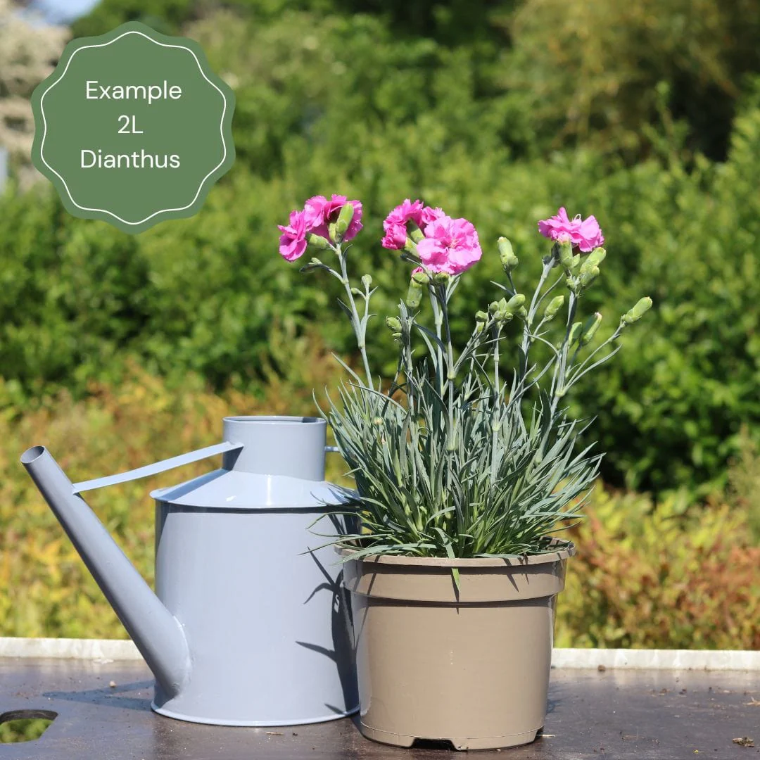 Dianthus 'Cocktail Mojito' - Image 4