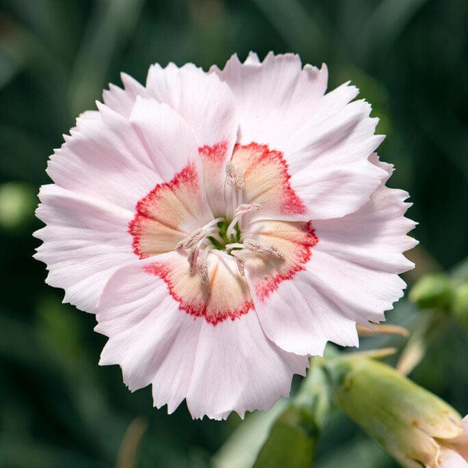 Dianthus 'Cocktail Tequila Sunrise'
