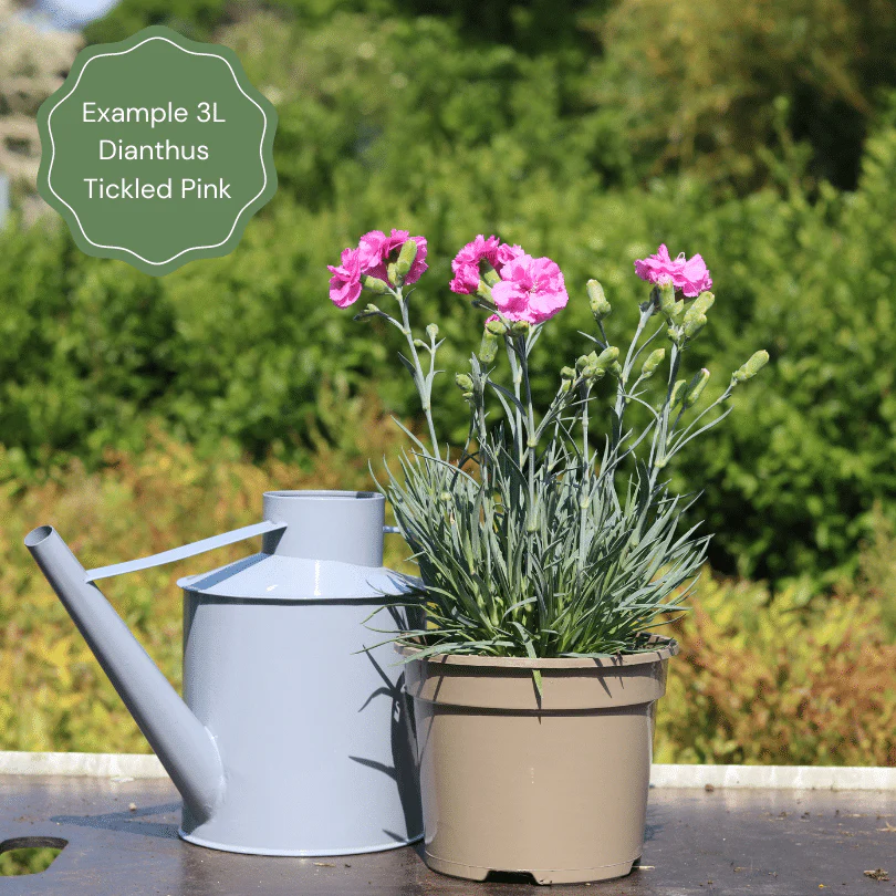 Dianthus 'Scented Tickled Pink' - Image 2