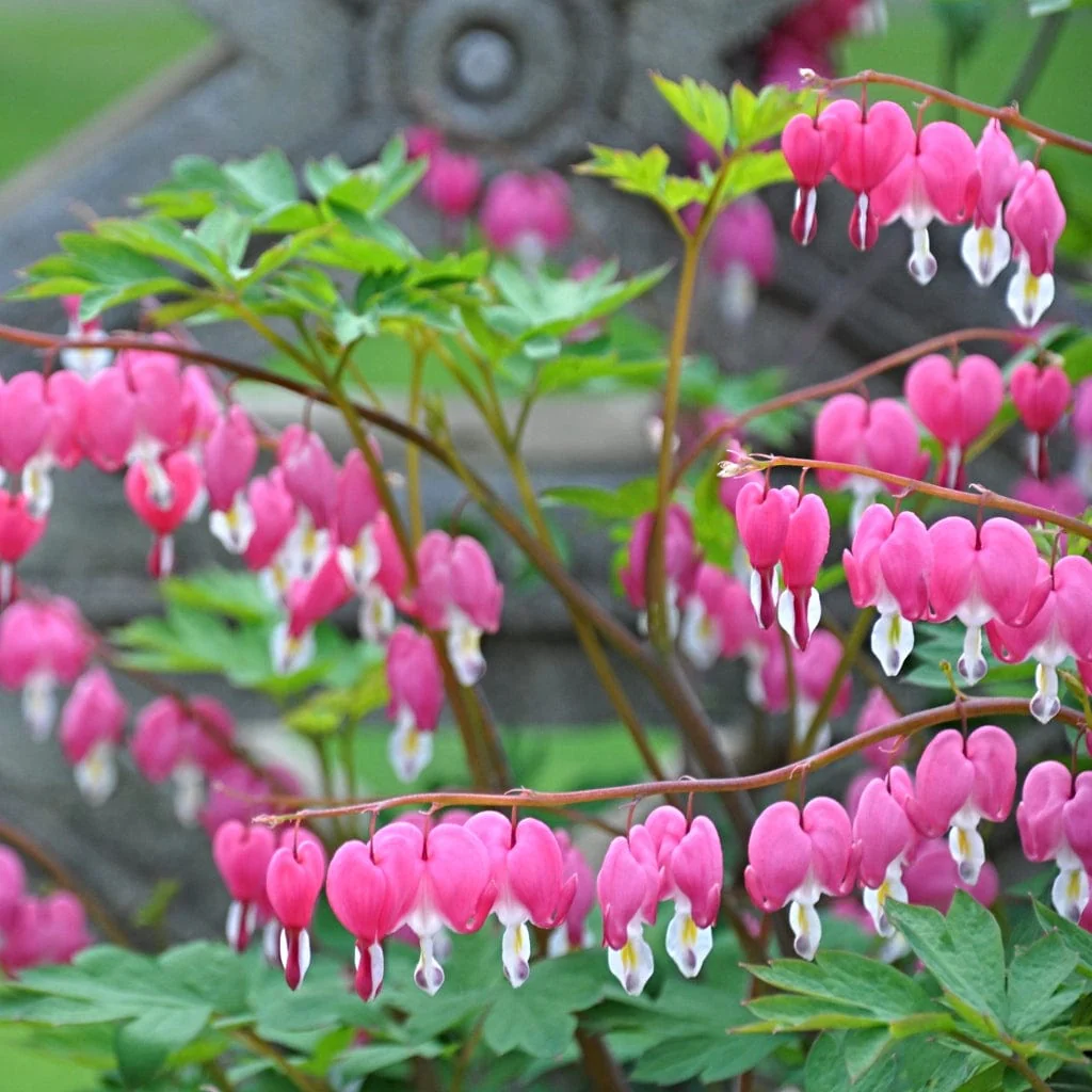 Dicentra spectabilis