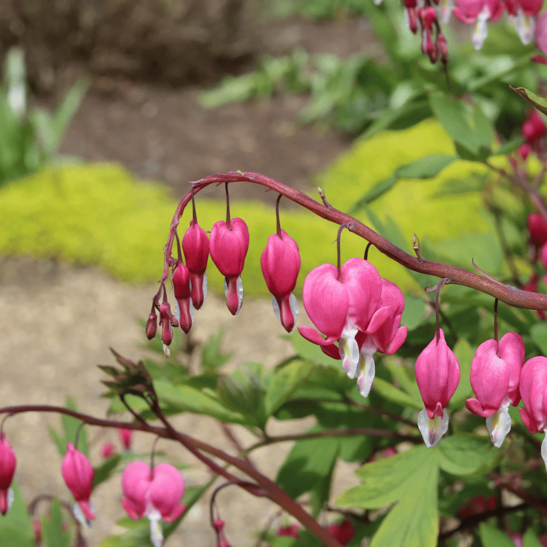 Dicentra spectabilis - Image 2