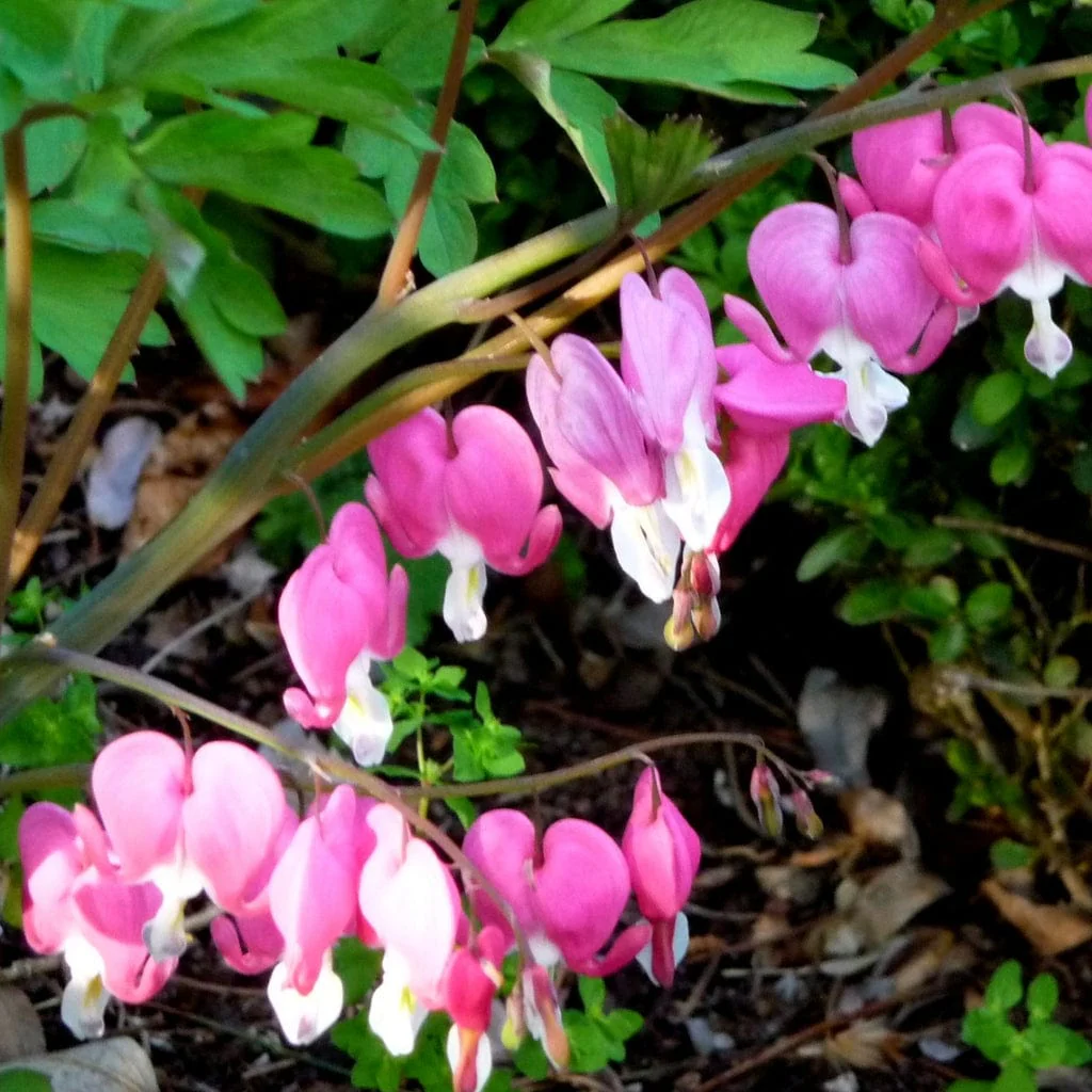 Dicentra spectabilis - Image 3