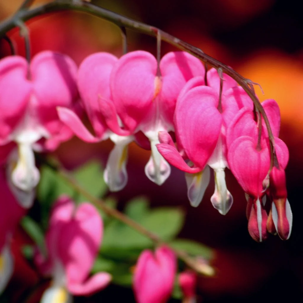 Dicentra spectabilis - Image 4