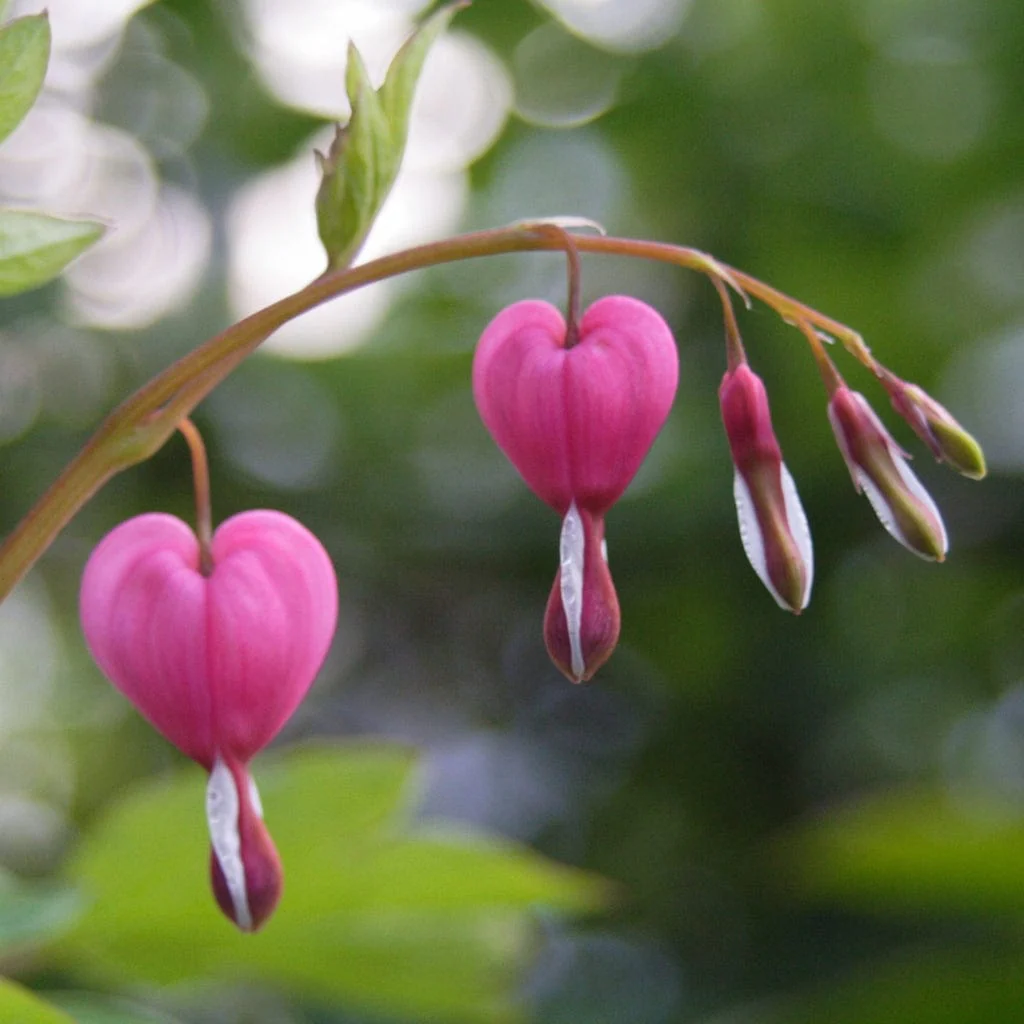 Dicentra spectabilis - Image 5