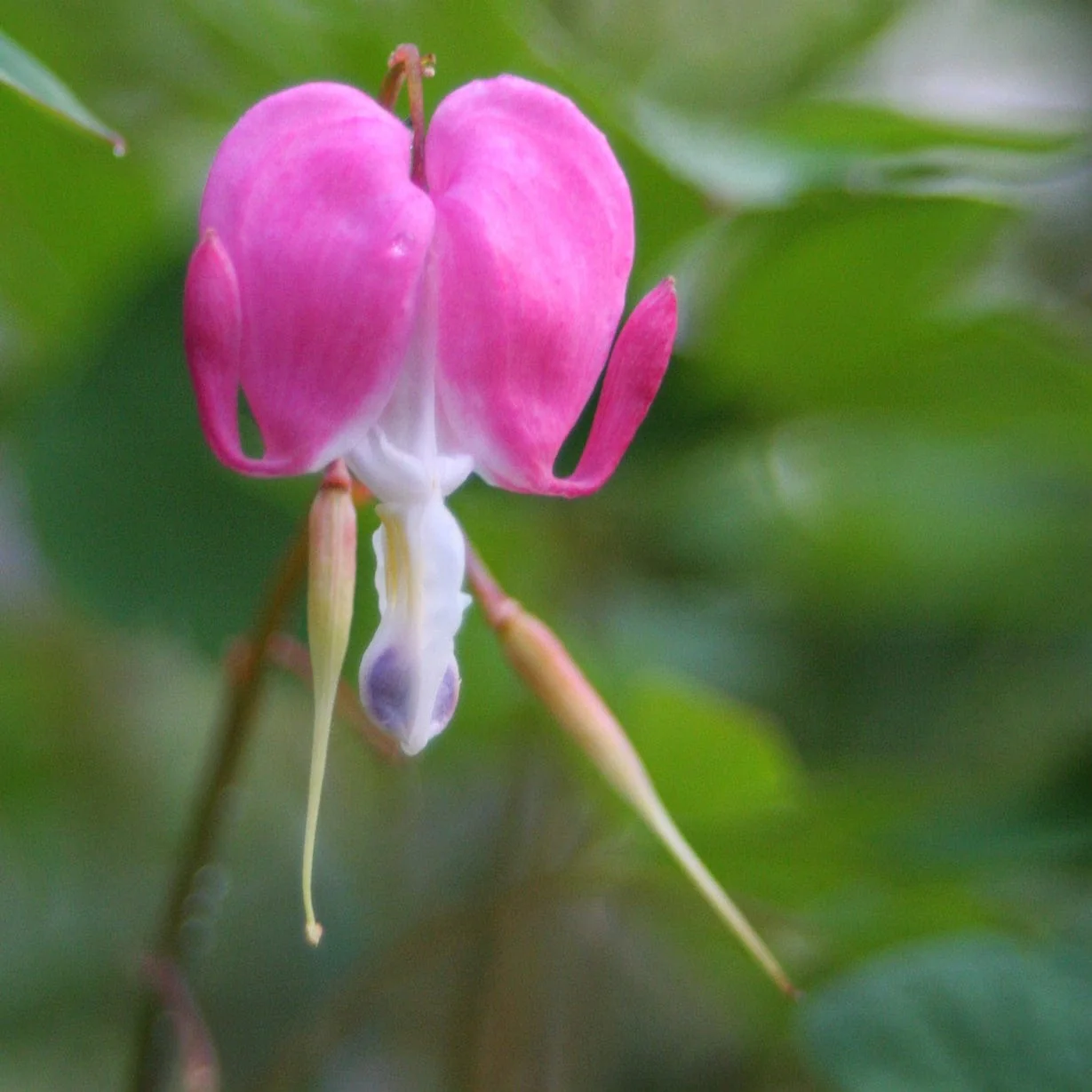 Dicentra spectabilis - Image 6