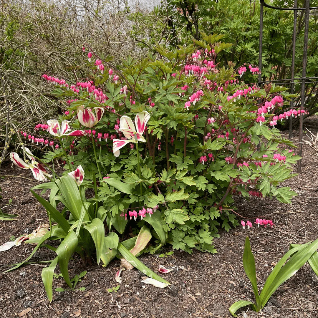 Dicentra spectabilis - Image 7
