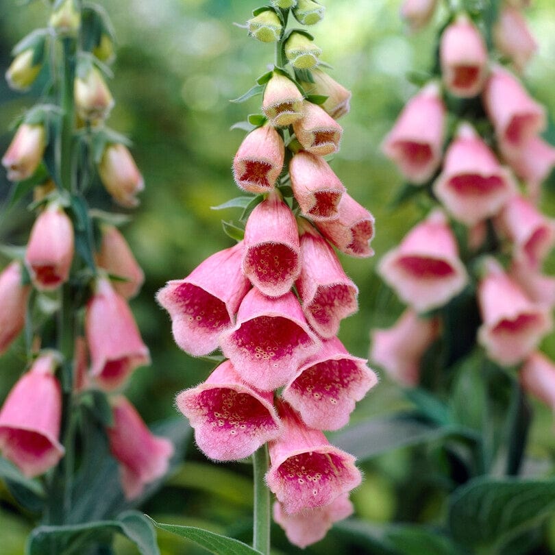 Pink Foxglove | Digitalis x mertonensis 'Summer King'