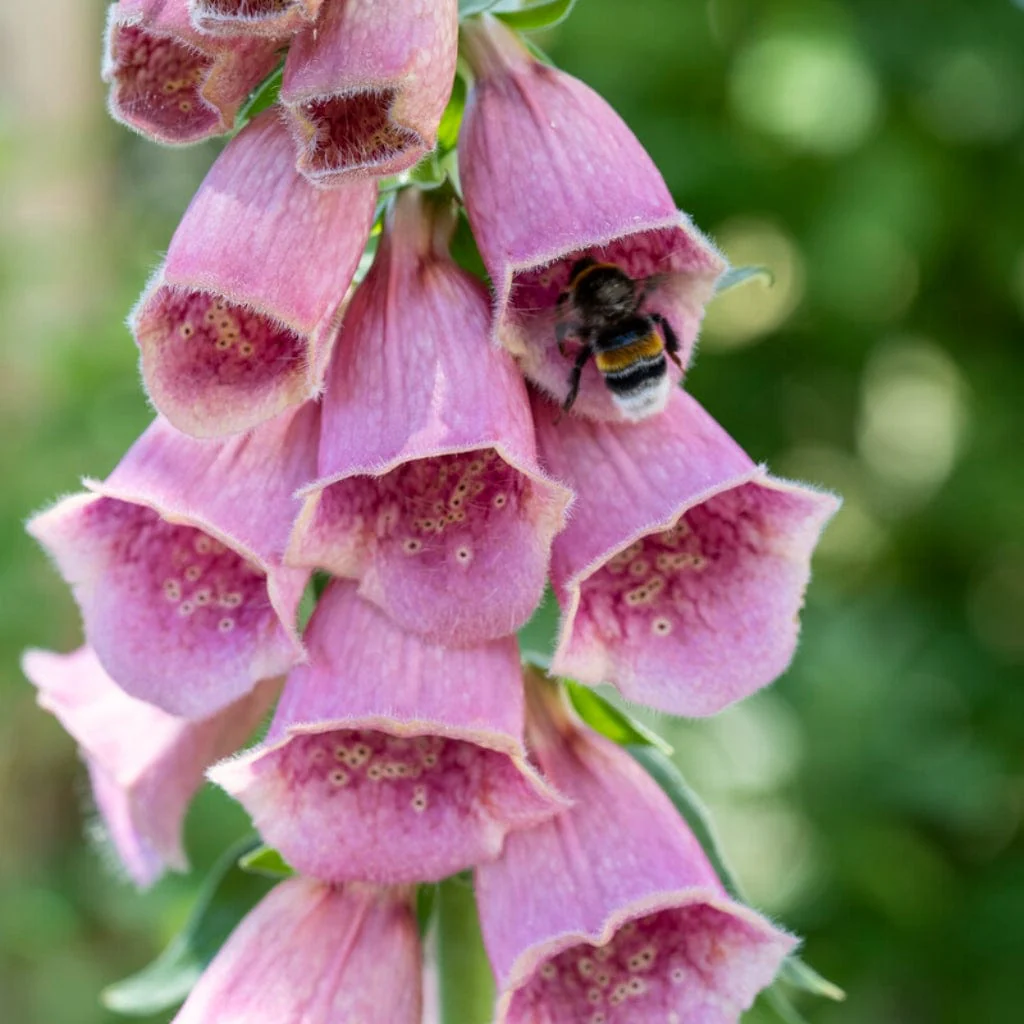 Pink Foxglove | Digitalis x mertonensis 'Summer King' - Image 3